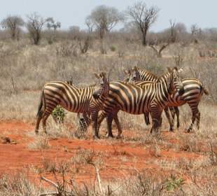 Zebras in den Ngulia Bergen (Tsavo West)
