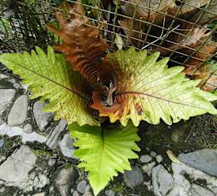 Poring Hot Springs - Schmetterlingsgarten