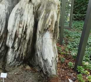 Botanischer Garten