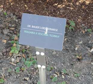 Hinweistafel zum eingepflanzten Kraut