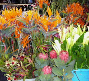 Bunte Blumenpracht