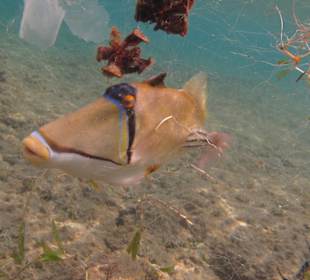 Qualvolles Sterben im Naturschutzgebiet