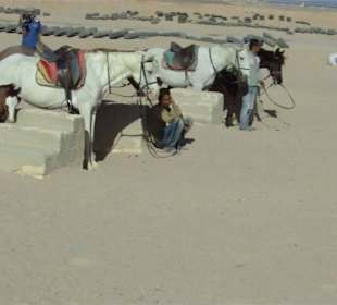 Pferd- und Eselreiten 