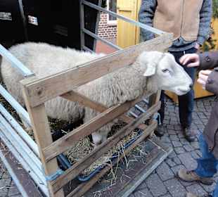 Schafsprodukte auf dem Nikolausmarkt