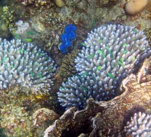 Korallen mit Riessenmuschel