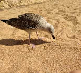 Praia de Nossa Senhora da Rocha