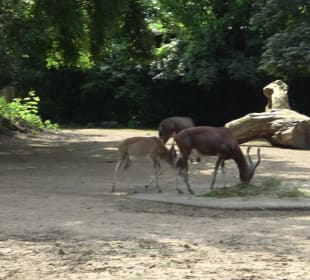 Zoo Heidelberg