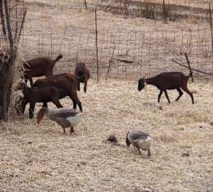 Gärten von Alfabia in Bunyola