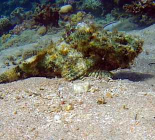 Schnorcheln Dahab
