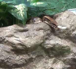 Südamerika Bereich - Jaguarhaus