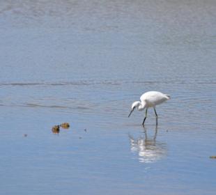 Naturpark S'Albufera