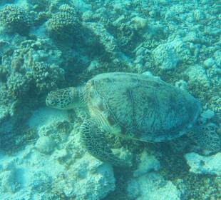 Schnorchelaufnahme Schildkröte