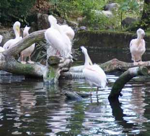 Tierpark Hagenbeck