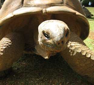 La Vanille Crocodile Farm