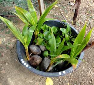 Rundgang durch die Idylle von Mimi´s Eco Farm