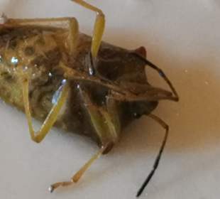 Igitt Käfer I'm Salt