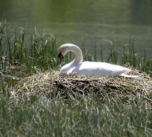Der Schwan vom Pillersee