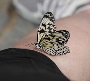 Schmetterling sitzt auf meinem Fuß