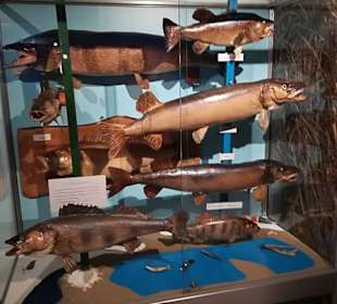 Alpen Wildpark Feld am See