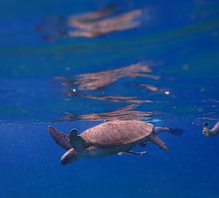 Schnorcheln Abu Dabab