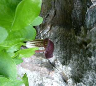 Orchidee in der Schlucht, aus dem Gestein gewachsen