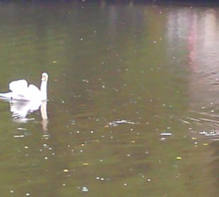 Der Schwanenweiher