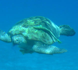 Meeresschildkröte mit Begleitern