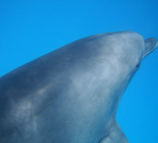 Delphintour Oktober 2008