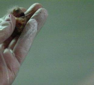 So klein, aber immer hungrig