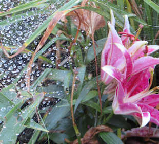 Blütenzauber in den Gärten von Trautmannsdorf