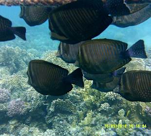 Schnorcheln Marsa Alam