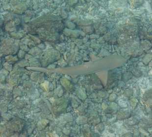 Sundowners Bar Bandos Island
