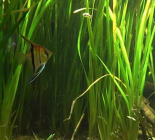 Tierpark Hellabrunn - Fische