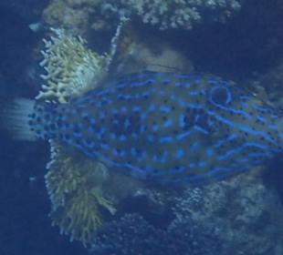 Schnorcheln Marsa Alam