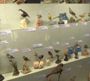 Naturhistorisches Museum