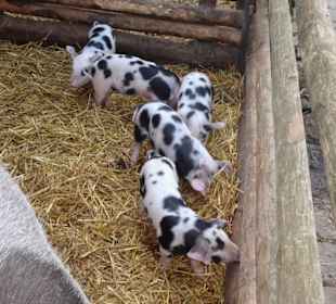 Bentheimer Schweine im Freilichtmuseum