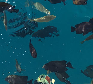 Schnorcheln Marsa Alam