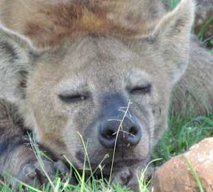 Hyäne beim Schlafen