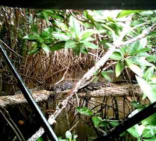 Flussfahrt in den Mangroven