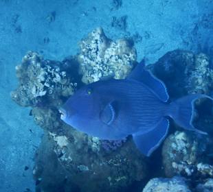 Schnorcheln Marsa Alam