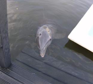 Im Delfinarium
