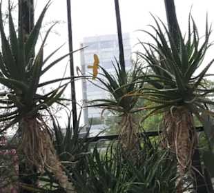 Alter Botanischer Garten