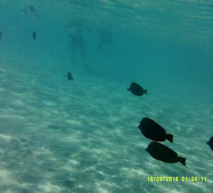 Schnorcheln Marsa Alam