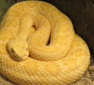 Gut das Glas zwischen uns ist