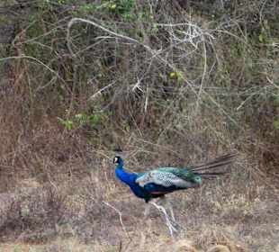 Rund um Yala Yala Nationalpark viele Pfaue