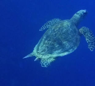 Unsre Hausschildkröte