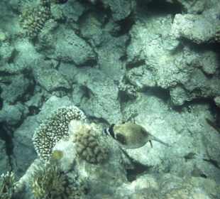 Schnorcheln am Strand