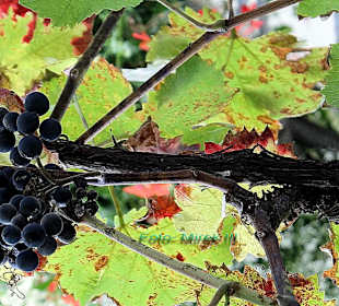 Winzerfest im Dernau 2014