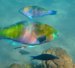 Beim Schnorcheln am Hotelstrand gesehen.