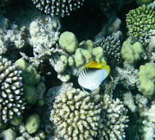 Hausriff des Makadi Palace